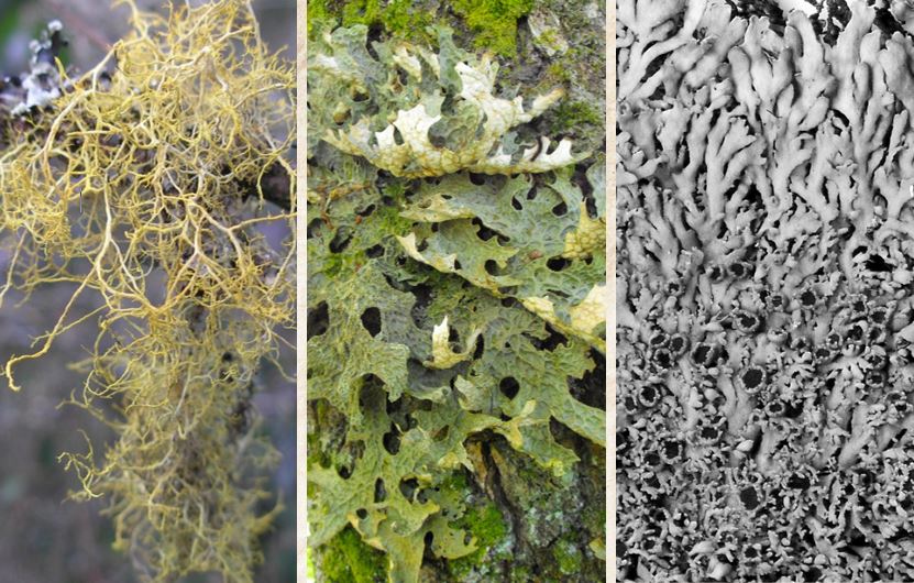 Espèces déterminantes ZNIEFF de lichens en Aquitaine : recueil de fiches descriptives