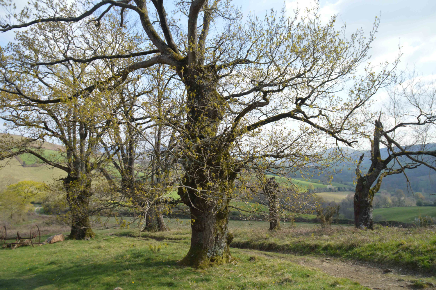 Participez à l'inventaire des arbres têtards du Pays Basque !