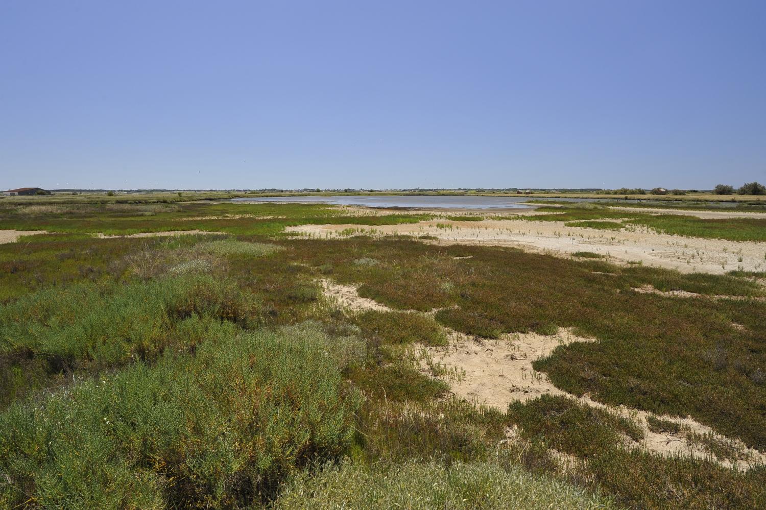 Colloque de restitution PAMPAS « Le patrimoine des marais littoraux face aux changements globaux » les 9-10 novembre à La Rochelle