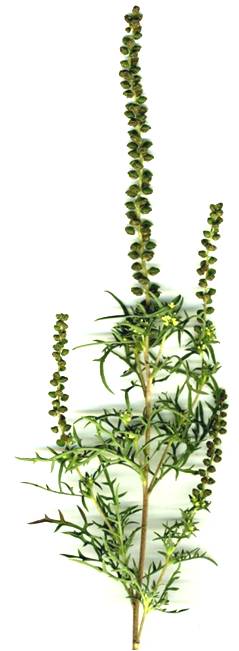 Ambrosia tenuifolia Spreng.
