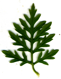 Feuille - Ambrosia artemisiifolia L.