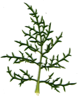 Feuille - Ambrosia tenuifolia Spreng.