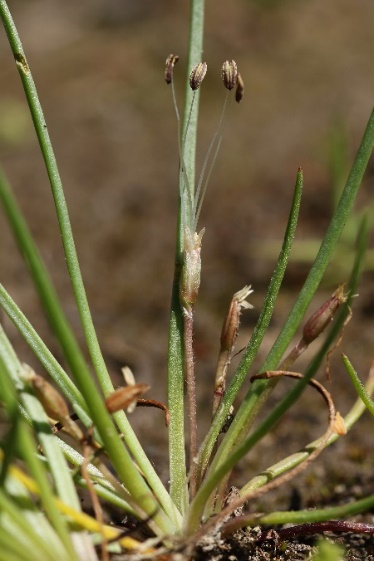Littorella uniflora (CBNSA – N. MESLAGE)
