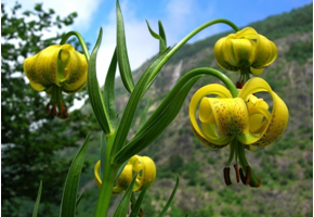 Parution de la Liste des espèces sensibles de la flore d'Aquitaine au titre du SINP
