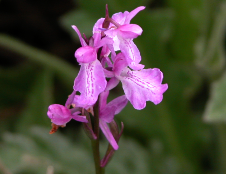 Parution de la Liste rouge des Orchidées de Poitou-Charentes