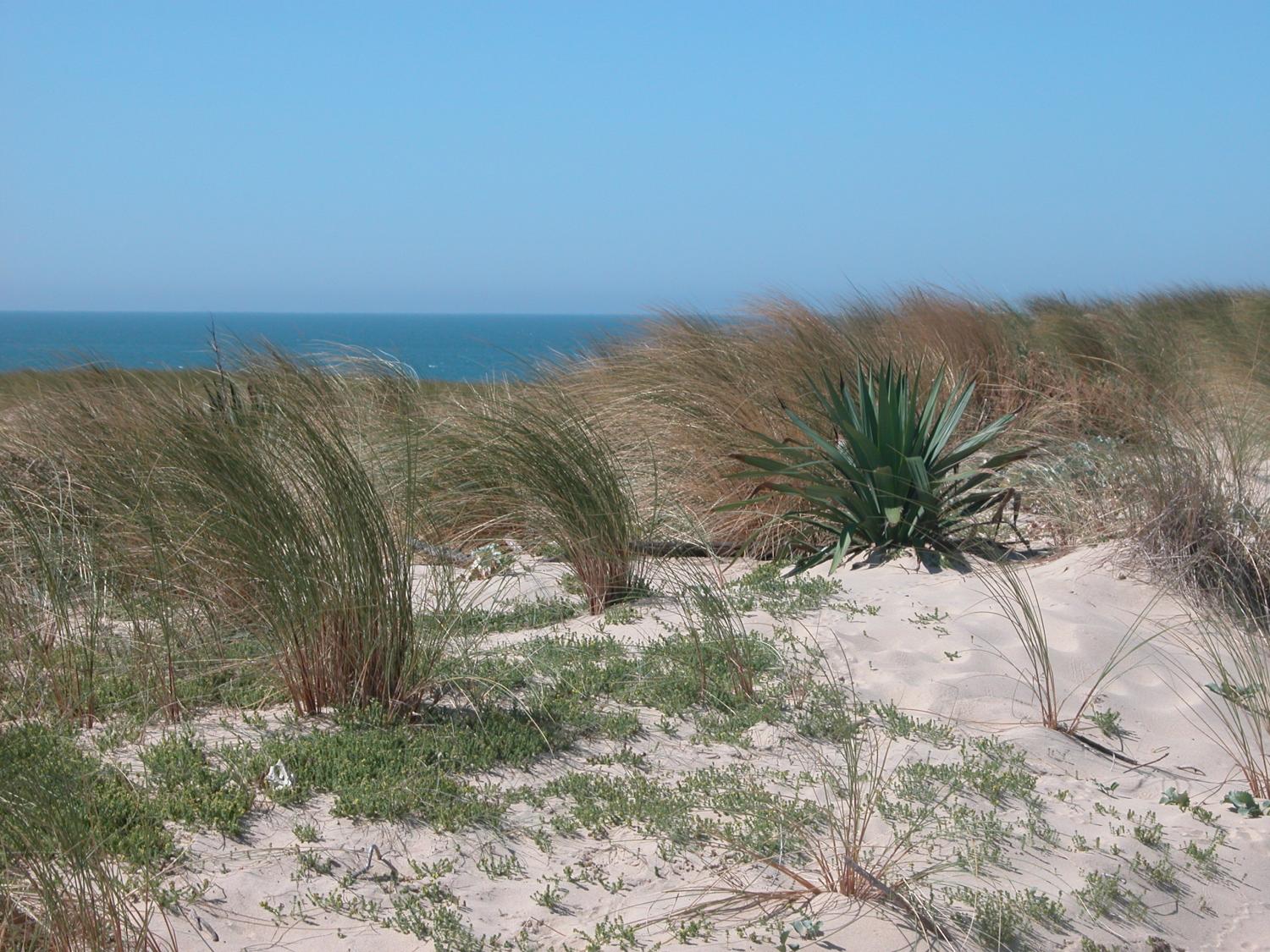 Végétations des dunes littorales - Formation terrain le 10 mai 2017