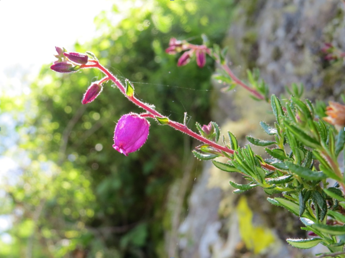 Inventaire de la flore des Pyrénées-Atl. - Réunion des observateurs le 19 mai 2017