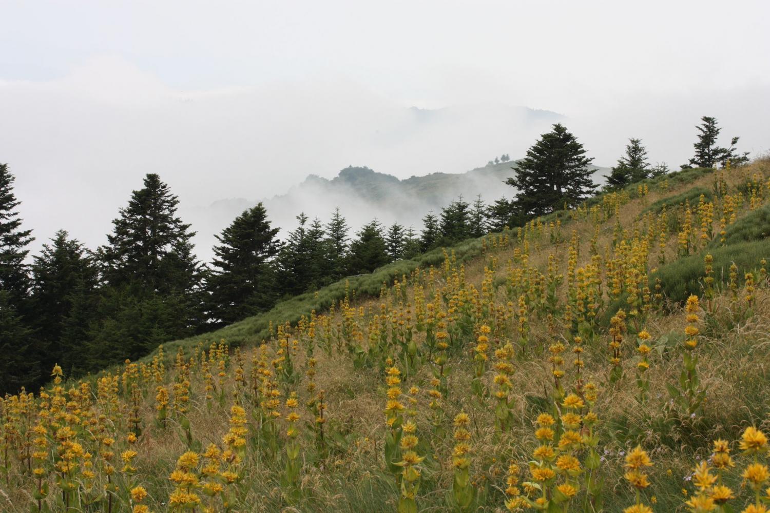 Participez à l'inventaire cartographique de la Gentiane jaune dans les Pyrénées !