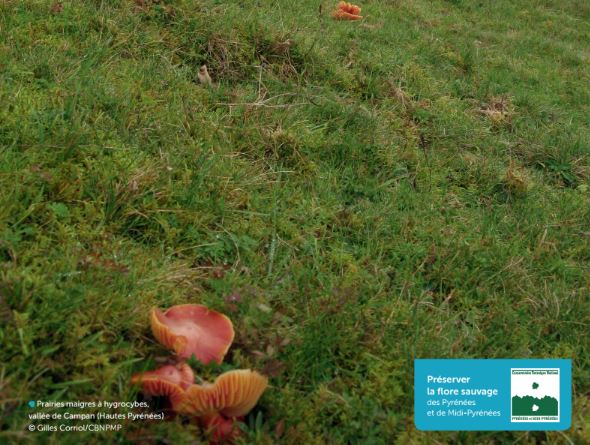 Fiche technique : champignons indicateurs de la qualité écologique des pelouses