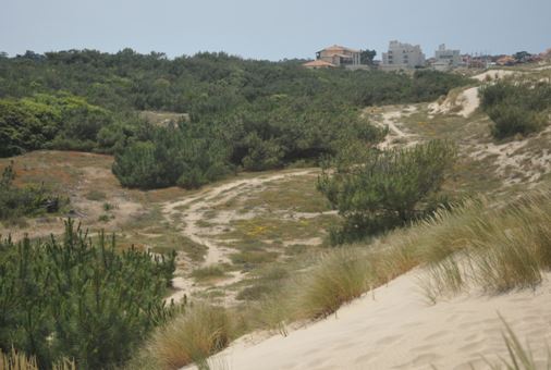 Évaluation et suivi de l'état de conservation des dunes non boisées d'Aquitaine