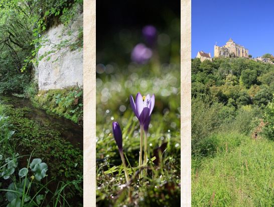Inventaire de la flore de Dordogne - Bilan des travaux menés en 2016