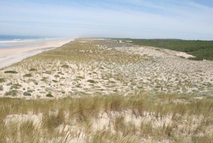Les végétations dunaires du littoral aquitain : description, répartition, écologie et dynamique