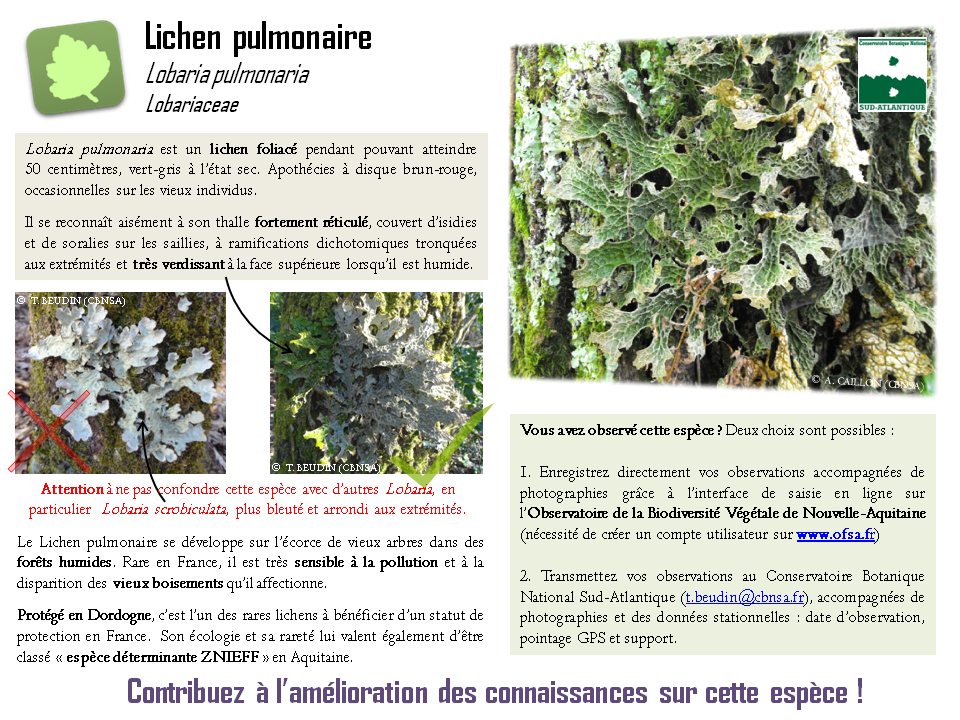 Appel à contribution Lichen pulmonaire image