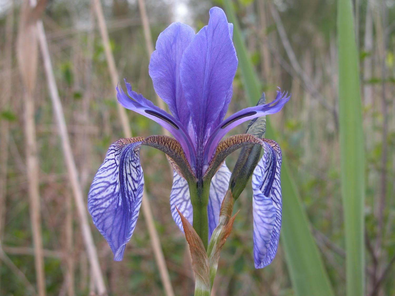 Iris sibirica.JPG