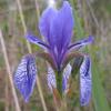 Iris sibirica.JPG