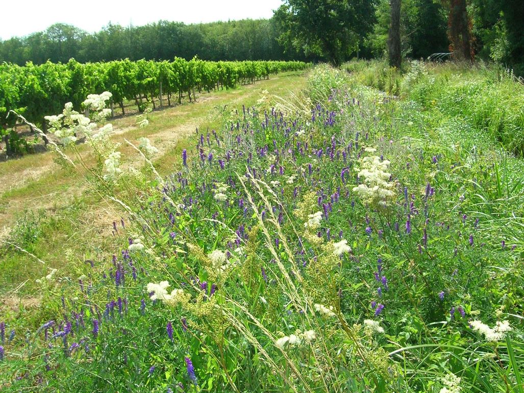 Végétalisation - Guide pour l’utilisation d’arbres, arbustes et herbacées d’origine locale en Nouvelle-Aquitaine
