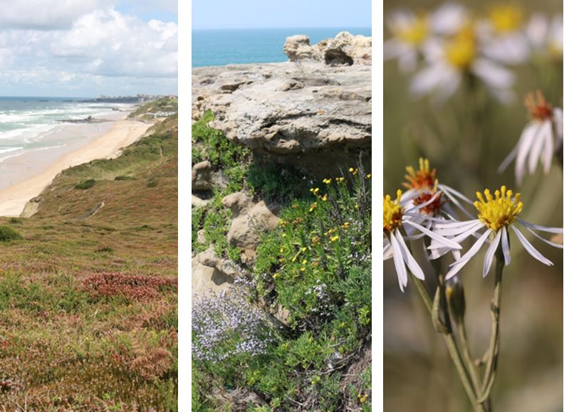 Biodiversité végétale du littoral basque - Etat des lieux et identification des enjeux