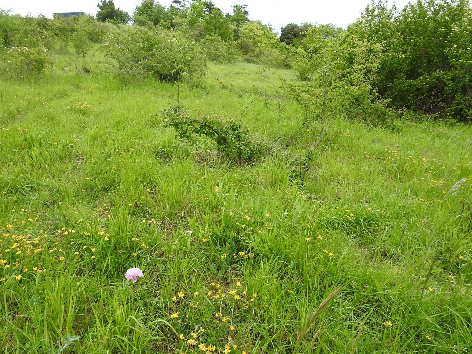 Exemple de pelouse calcaire en voie d'embroussaillement qui sera pâturée par les brebis (Parc Panoramis)