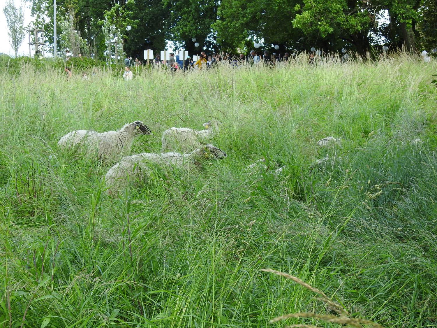 Exemple de prairie calcaire en cours de pâturage par les brebis (Parc Rozin)