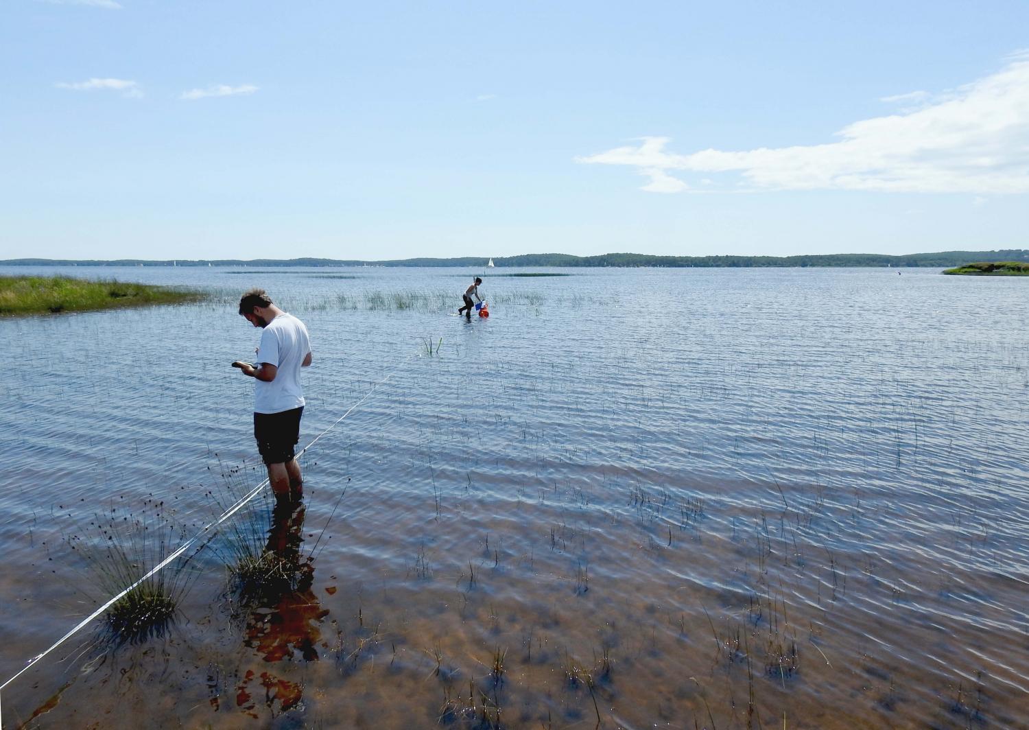 Suivi des végétations des rives des étangs arrière-littoraux : Comité technique le 24 juillet 2019 à Lacanau