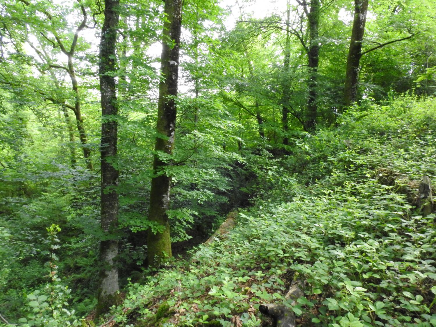 Cartographie des forêts anciennes et étude des vieilles forêts de Nouvelle-Aquitaine