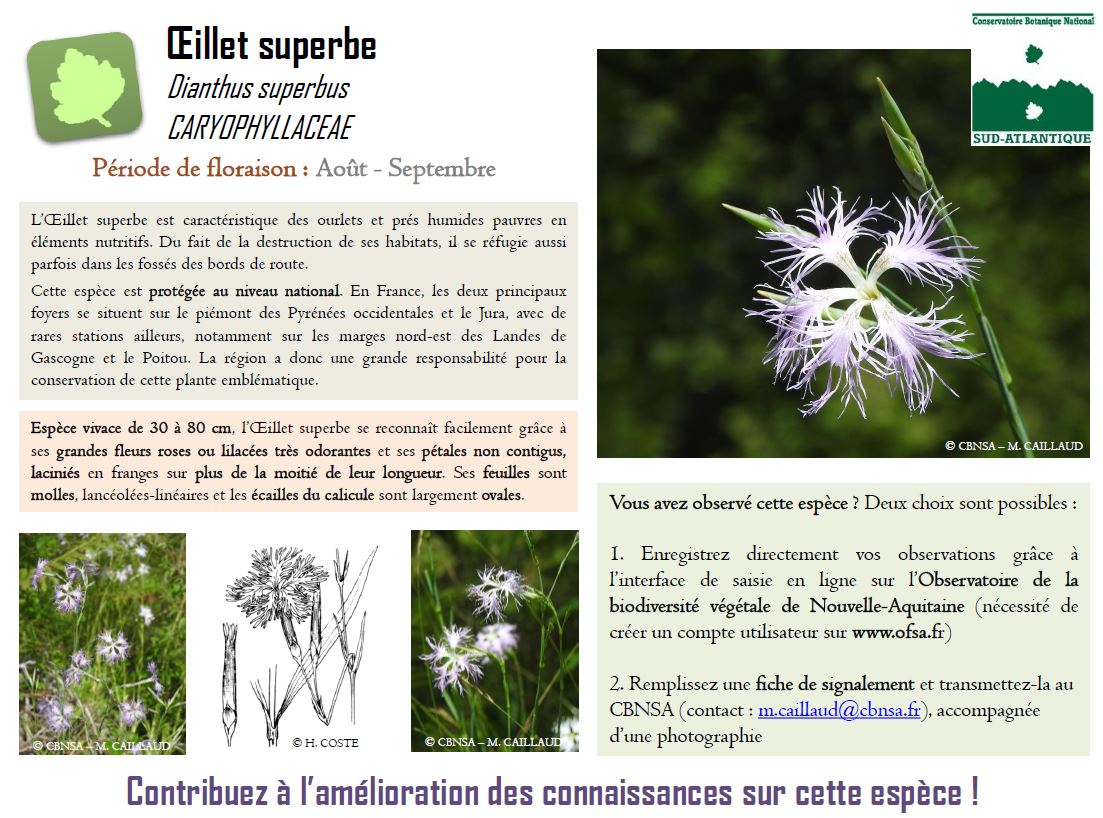 Dianthus superbus - Appel à contribution (jpg)