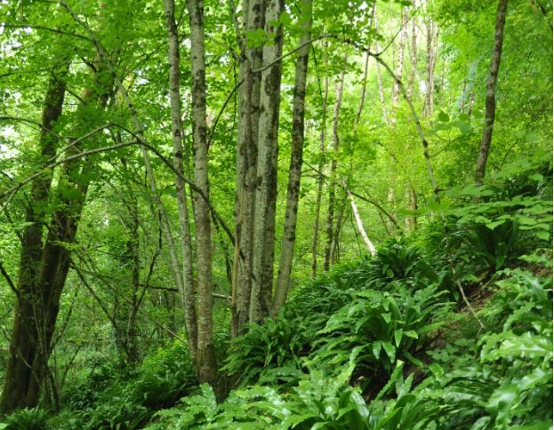 Stage 2020 - Localisation des forêts anciennes à forte naturalité