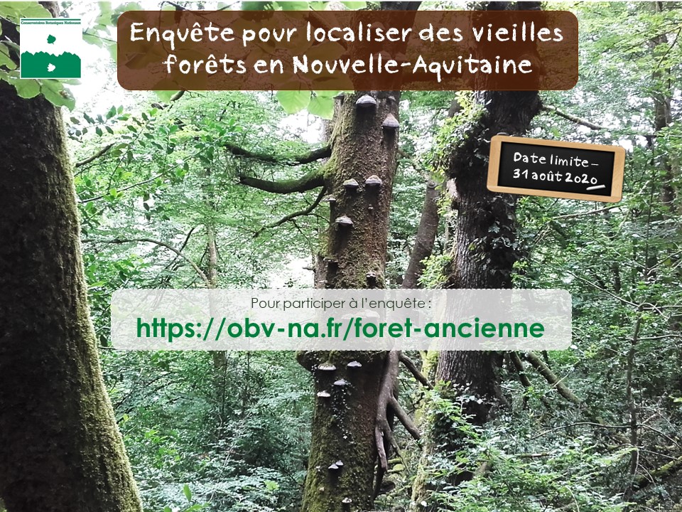 Enquête : localiser les vieilles forêts en Nouvelle-Aquitaine