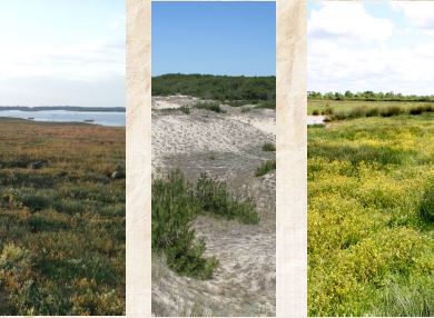 Parution du Catalogue des végétations et habitats naturels de Gironde