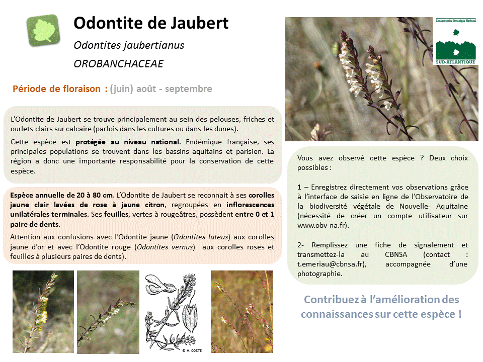 Odontites jaubertianus