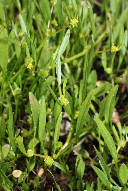 Ranunculus nodiflorus - FF CBNSA