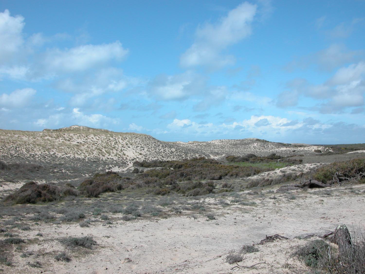 Stage 2021 - Evaluation et suivi des végétations dunaires du littoral sud-atlantique