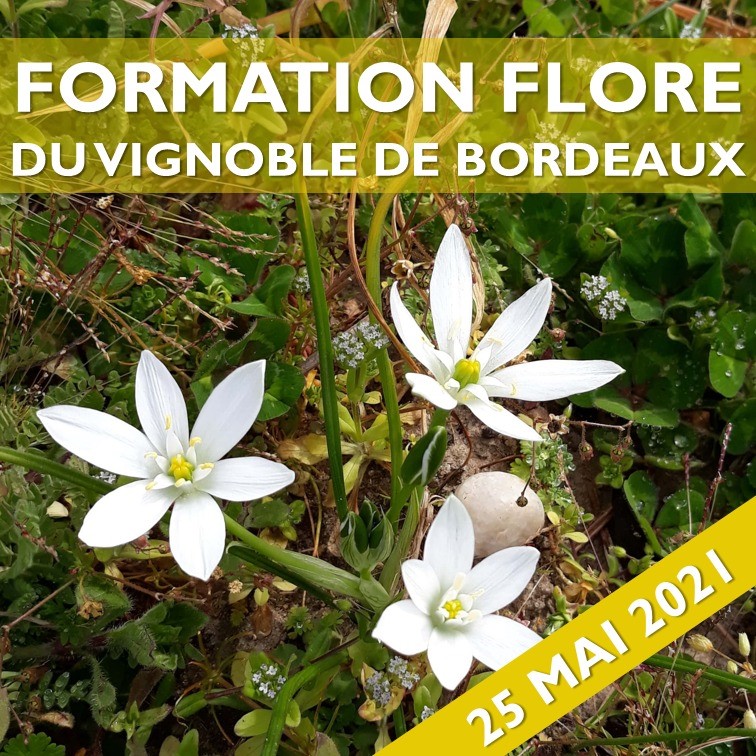 Formation sur la flore sauvage des vignes de Gironde le 25 mai 2021