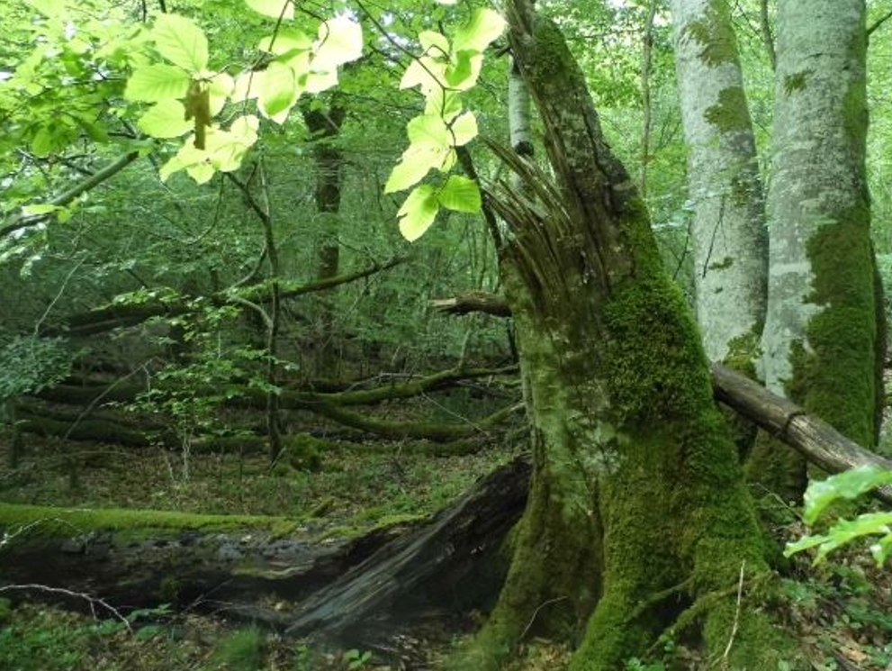 Stage 2022 - Inventaire et caractérisation des vieilles forêts de Nouvelle-Aquitaine