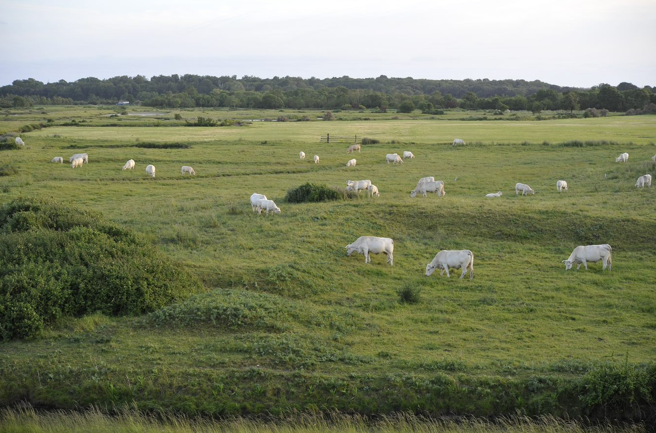 Stage 2022 - Télédétection des prairies naturelles de Nouvelle-Aquitaine