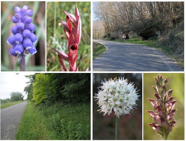 Stage 2023 - Inventaire et conservation des enjeux de biodiversité végétale des bords de routes de Gironde