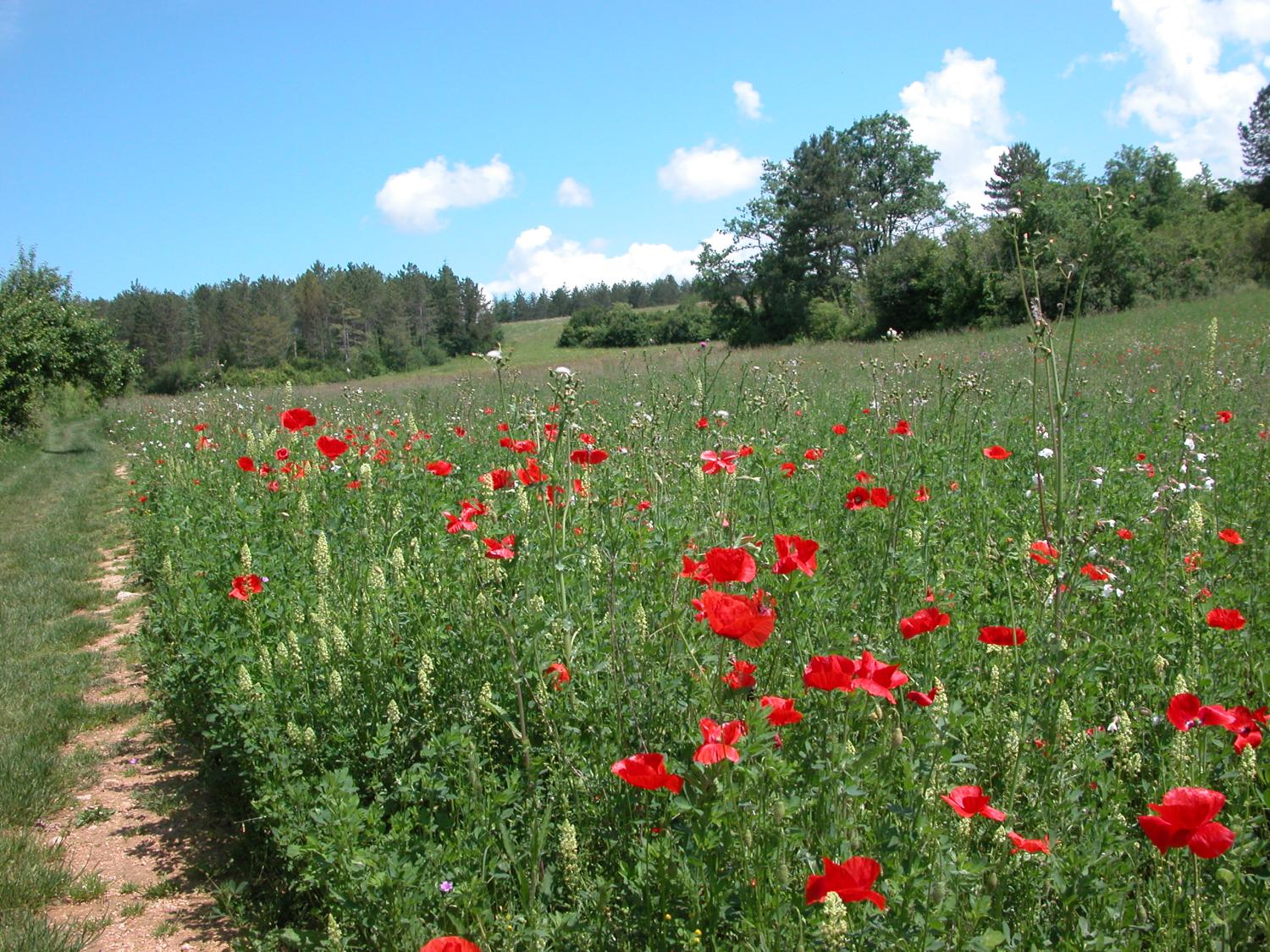 Stage 2023 - Enquête sur la végétalisation écologique en Nouvelle-Aquitaine