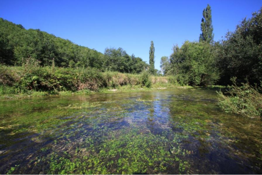 Stage 2023 - Etude et conservation des herbiers aquatiques à Oenanthe des fleuves en Poitou-Charentes