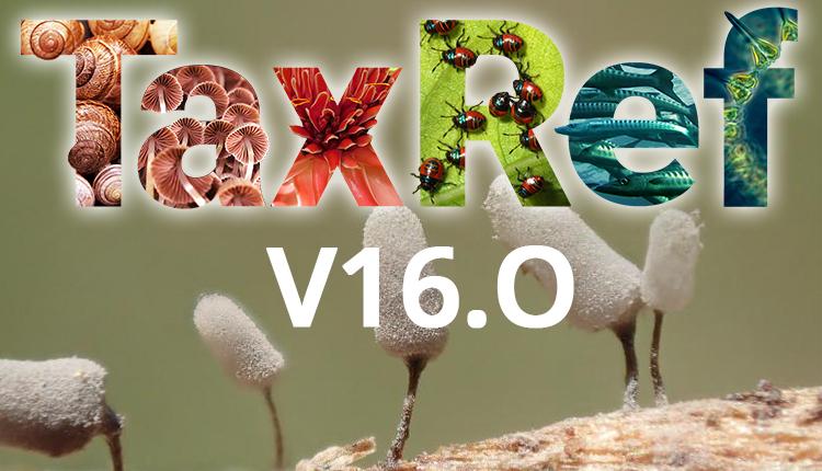Mise à jour du référentiel taxonomique de l'OBV : passage à TAXREF V16