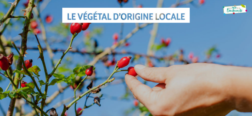 Rendez-vous de la biodiversité consacré au Végétal d'origine local, le 16 septembre à St-Julien-de-Beychevelle (33)