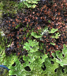 Sorties lichens les samedis 18 novembre et 16 décembre à Bernos-Beaulac (33)