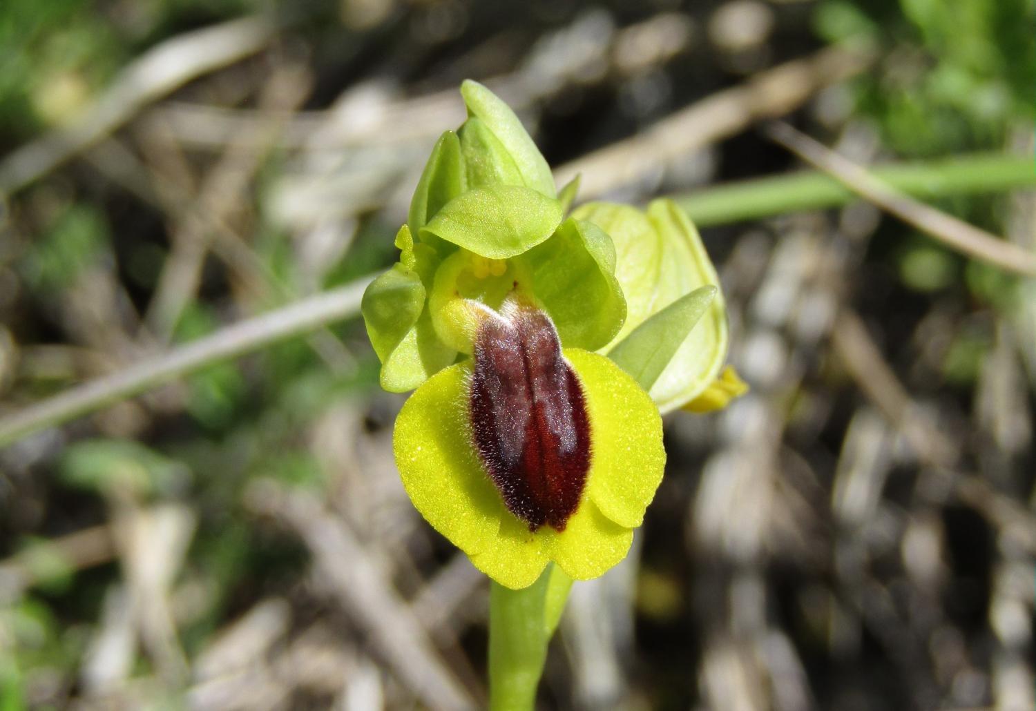 Ophrys lutea_1.JPG