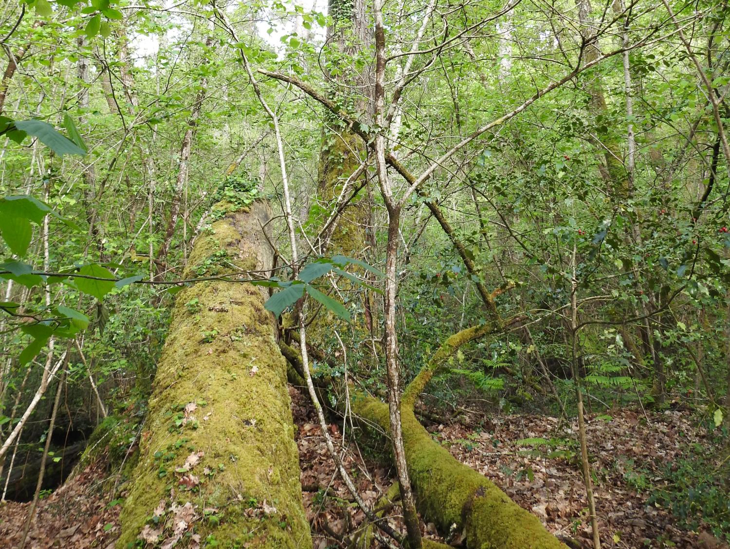Sortie "Flore forestière et vieilles forêts des Landes de Gascogne" le samedi 22 juin à Cestas (33)
