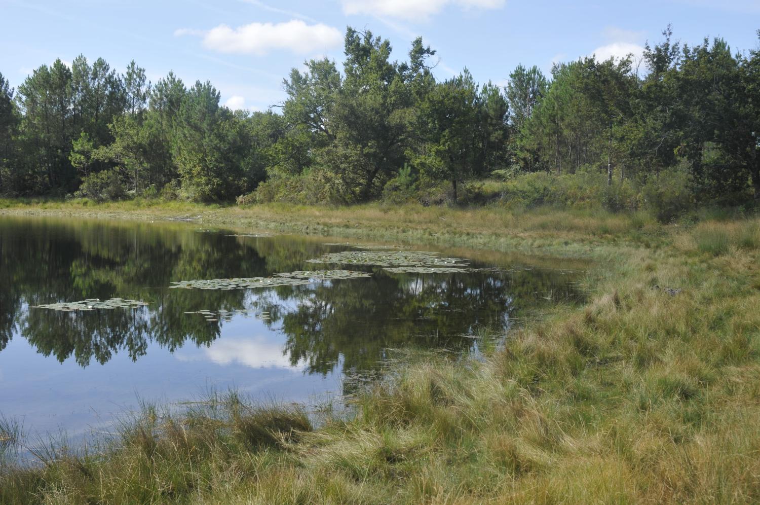 Sortie "Flore et habitats des lagunes des Landes de Gascogne" le samedi 24 août à Saint-Magne (33)