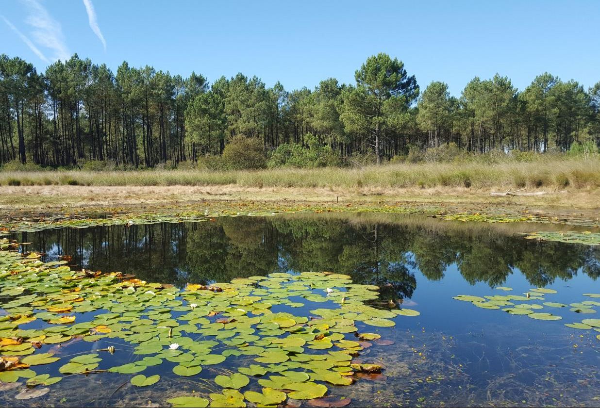 Lancement du programme ECOLAG "Conservation et restauration écologique des lagunes des Landes de Gascogne"