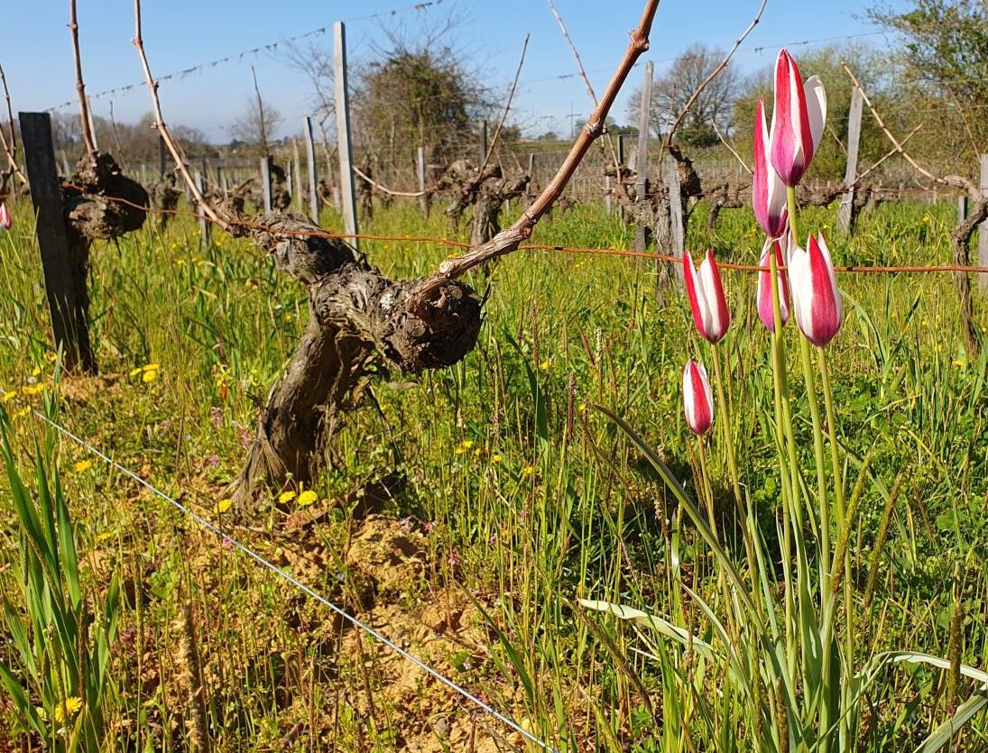 Transplantation conservatoire de la Tulipe de l'Ecluse (Tulipa clusiana) en Gironde