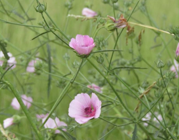 Sortie découverte "flore des champs et des bois" le 7 septembre à Clavette (17)