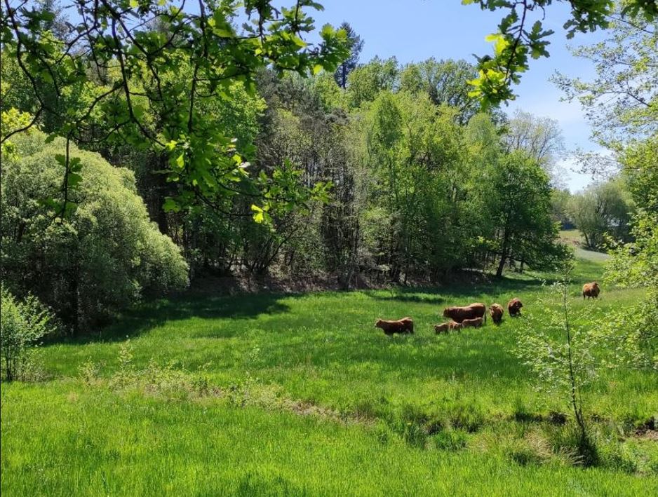 Inventaire de la flore de la Charente - Réunion de présentation le 20 novembre 2024 à Angoulême (16)