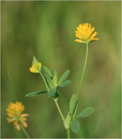 trifolium patens.JPG