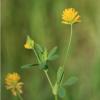 trifolium patens.JPG